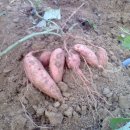 종신농장 이미지