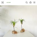 악토플랜트