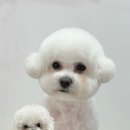 몽띠끄 네이버블로그