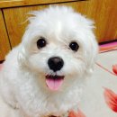 챠밍애견 이미지