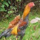 문전성시닭강정 이미지