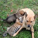 하룻강아지 이미지