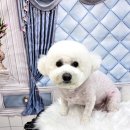 밀리아 펫살롱 이미지