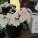 봉하마을 공영주차장 이미지