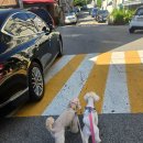 지코커피 이미지