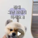 블루맘펫살롱 이미지