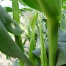 오늘 8월 4일의 꽃말은 -- 옥수수 (Corn) -- 입니다 이미지