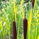 꽃무리 뜸 이미지