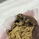 마이요거트립 선유도점 | 요거트 아이스크림 가게에서 파는 두쫀쿠 먹어본 후기 (마이요거트립 선유도점)