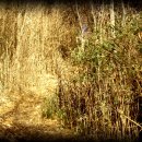 내고향서천 이미지