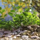 여기,초록 이미지