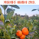 솔직히 말하면, 이래서 다들 겨울에 제주 간다｜제주여행 4박5일 리얼 후기