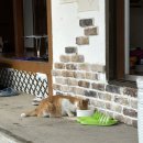 포리네 민박 이미지