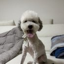 솔이미용실 - 청양군 | 🐶솔이 미용했어요! 새로 생긴 미용실 첫 방문 후기💈