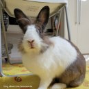 아레나 포켓 클럽 이미지