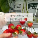 길정농장 | 춘천 딸기 체험 춘천 아이랑 딸기농장 알로록 춘천딸기