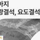 풍동 동물병원 이미지