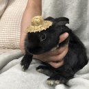 광주TNR동물병원(송정) 이미지