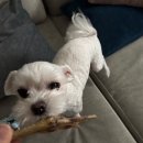 덕비네수제간식 이미지