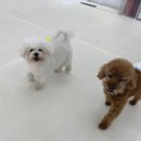 뿡뿡애견호텔 이미지