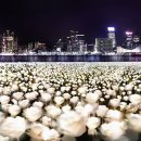 장미의거리11 이미지