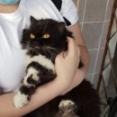 Healthy Cat 이미지