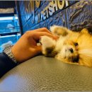 베이비몽 강아지분양 인천청라점 이미지