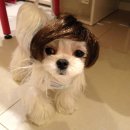 꽃보다 Dog 네이버블로그
