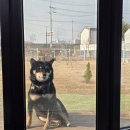 호두네 | 경기 시흥 대형견 대관 운동장🐕 호두네 아지트 150평 이용 후기