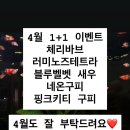 꿈꾸는수족관