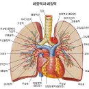 폐를 건강하게- 이미지