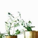POT(팟)