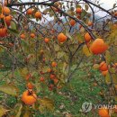 대봉 연합뉴스