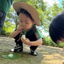 🌿🐛 산새반 친구들의 꿈틀꿈틀 애벌레 숲체험 여행! 🦋✨ 이미지