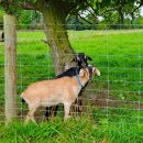 건너농장 이미지