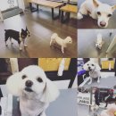 미사마이펫 이미지