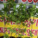 송강전통시장 이미지