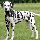 달마시안 이미지
