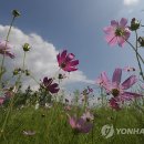 코스모스 이미지