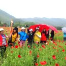 양귀비축제 원주 소금강 이미지