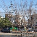 지에스25 파주규린점 이미지