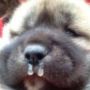 영천민물장어 이미지