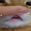 아빈 이미지
