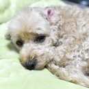 푸들사랑 이미지