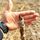 일구농장3 이미지