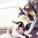 고기먹방 이미지