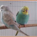 레인보우 앵무 이미지