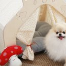 예쁜강아지 이미지