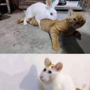 헬로샌디치 | Xleepy