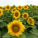 해바라기 하나 이미지